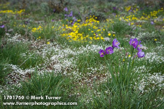 Olsynium douglasii; Draba verna
