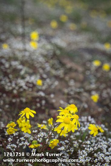 Draba verna; Crocidium multicaule