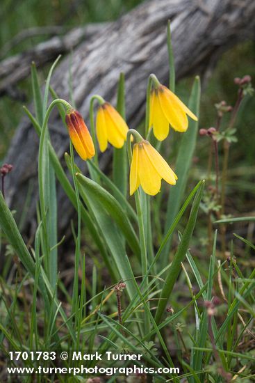 Fritillaria pudica