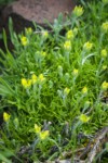 Hornseed Buttercup