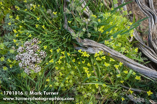 Ceratocephala testiculata (Ranunculus testiculatus); Lomatium macrocarpum