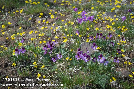 Viola trinervata; Draba verna; Crocidium multicaule
