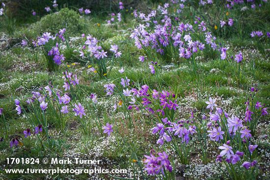Olsynium douglasii; Draba verna