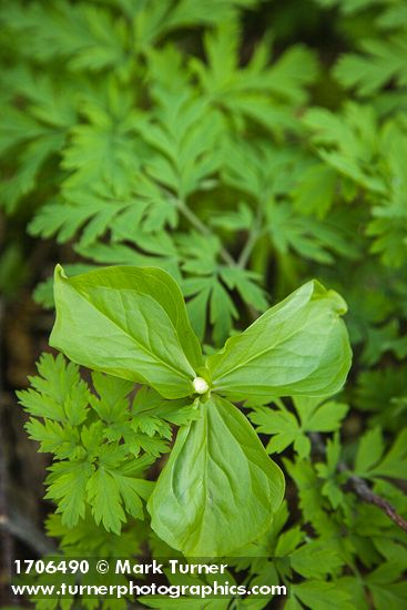 Trillium ovatum; Dicentra formosa