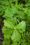 Pacific Trillium in bud among Bleeding Heart foliage