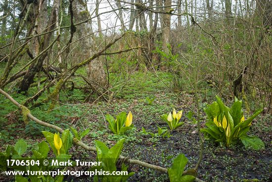 Lysichiton americanus