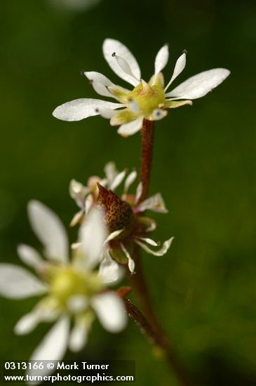 Saxifraga tolmiei
