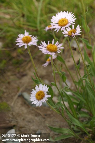 Erigeron peregrinus