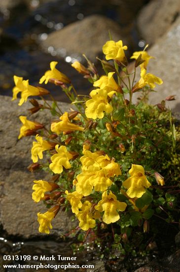 Mimulus tilingii