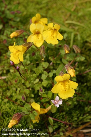 Mimulus tilingii