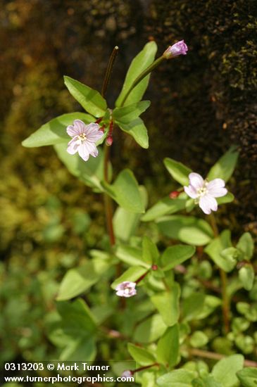 Epilobium hornemannii