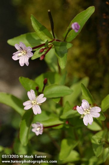 Epilobium hornemannii