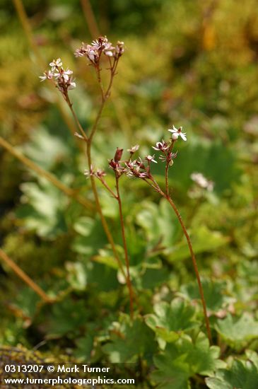Saxifraga lyallii