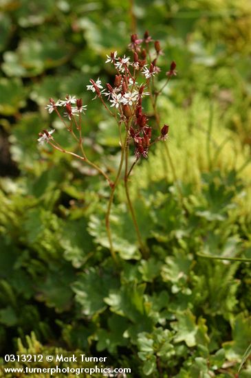 Saxifraga lyallii