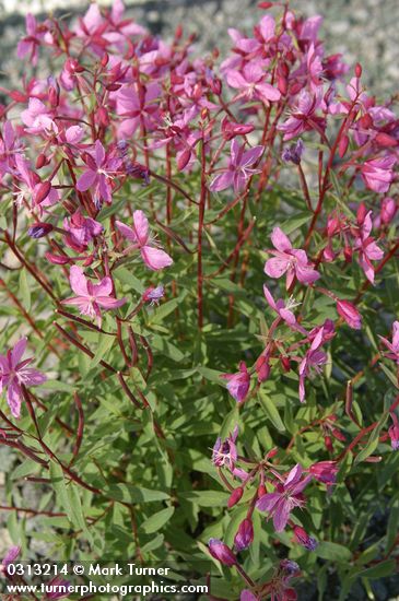 Chamerion latifolium (Epilobium latifolium)
