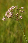 Flowering Rush blossoms detail