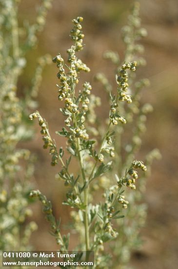 Artemisia absinthium