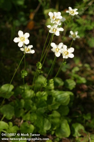 Parnassia fimbriata