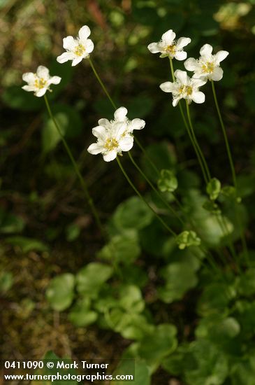 Parnassia fimbriata
