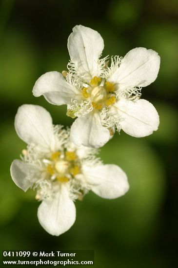 Parnassia fimbriata