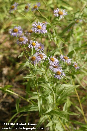 Erigeron subtrinervis