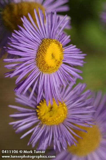 Erigeron subtrinervis