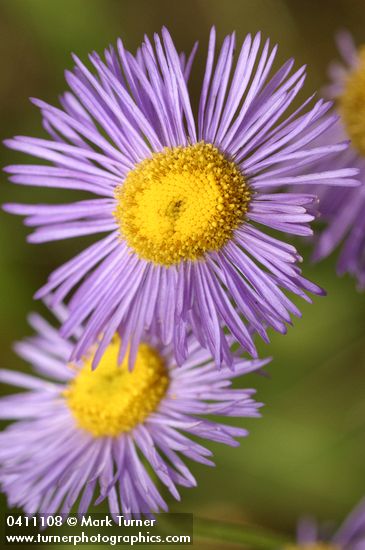 Erigeron subtrinervis