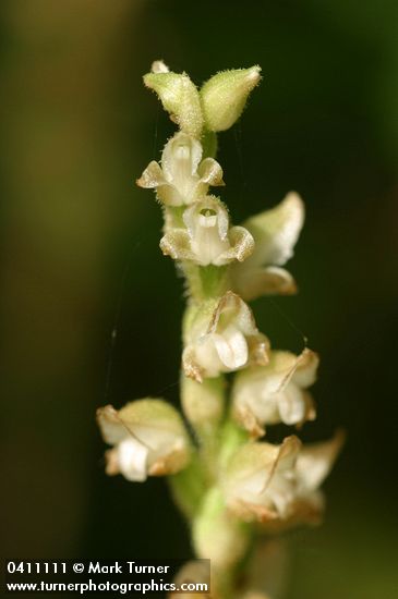 Goodyera oblongifolia