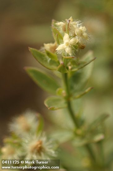 Galium serpenticum
