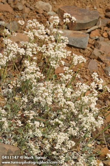 Eriogonum strictum