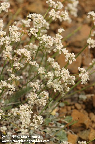 Eriogonum strictum