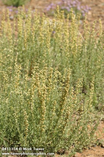 Artemisia michauxiana