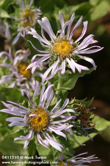 Symphyotrichum cusickii (Aster foliaceus var. cusickii)