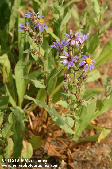 Eurybia integrifolia (Aster integrifolius)