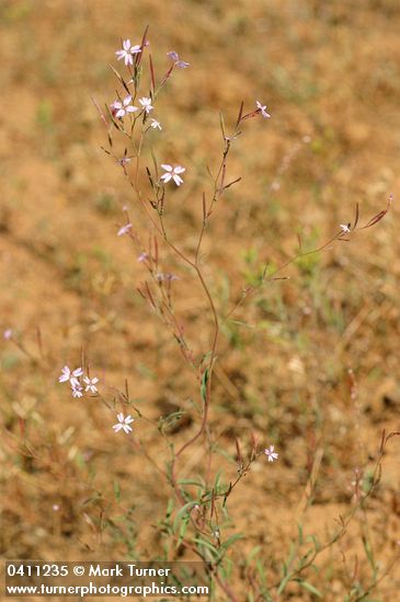 Epilobium brachycarpum (E. paniculatum)