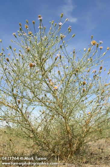 Machaeranthera canescens