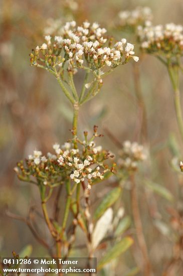 Eriogonum microthecum var. laxiflorum