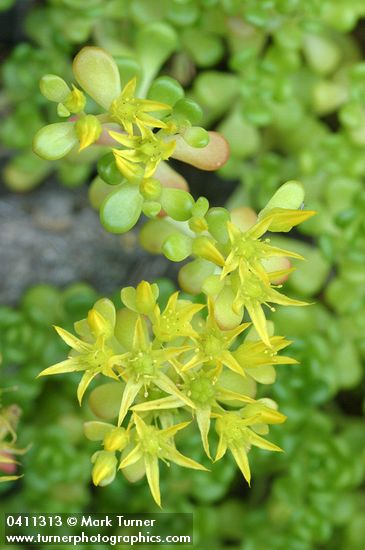 Sedum oreganum
