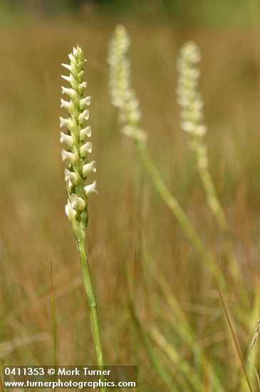 Spiranthes romanzoffiana