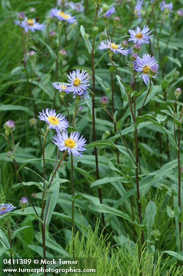 Symphyotrichum foliaceum var. parryi (Aster foliaceus var. parryi)