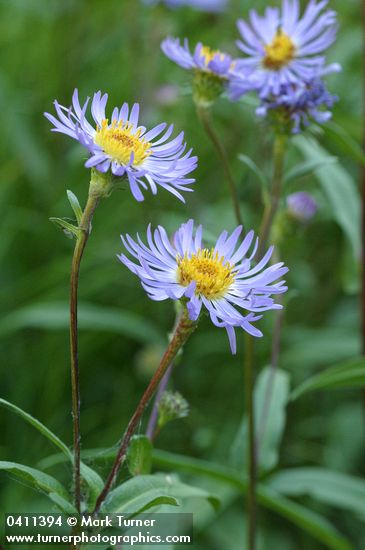 Symphyotrichum foliaceum var. parryi (Aster foliaceus var. parryi)