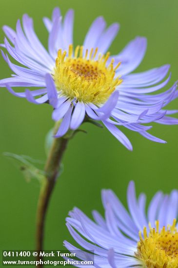 Symphyotrichum foliaceum var. parryi (Aster foliaceus var. parryi)