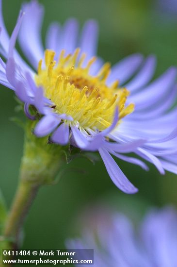 Symphyotrichum foliaceum var. parryi (Aster foliaceus var. parryi)
