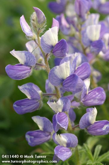 Lupinus arcticus ssp. subalpinus