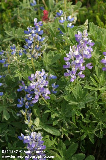 Lupinus arcticus ssp. subalpinus