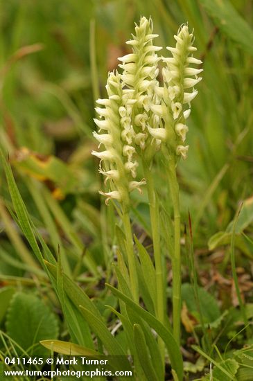 Spiranthes romanzoffiana