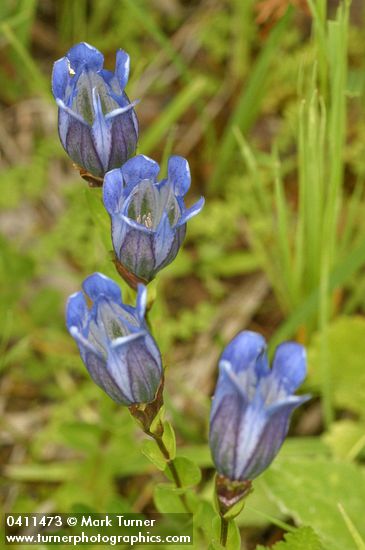 Gentiana calycosa