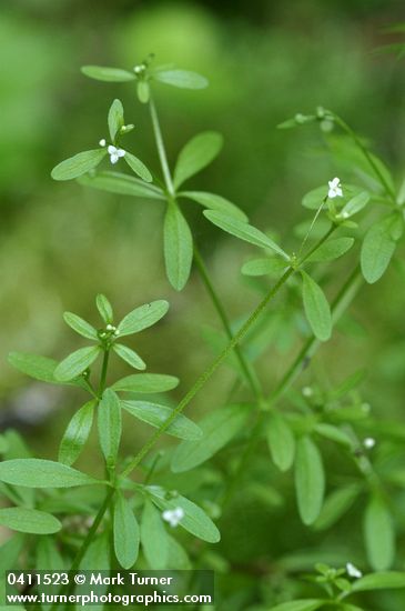 Galium trifidum