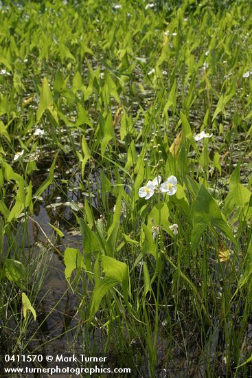 Sagittaria latifolia