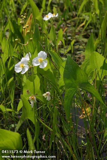Sagittaria latifolia